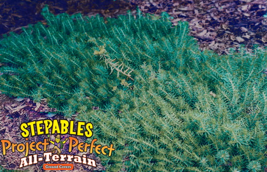 Sedum reflexum Blue Spruce